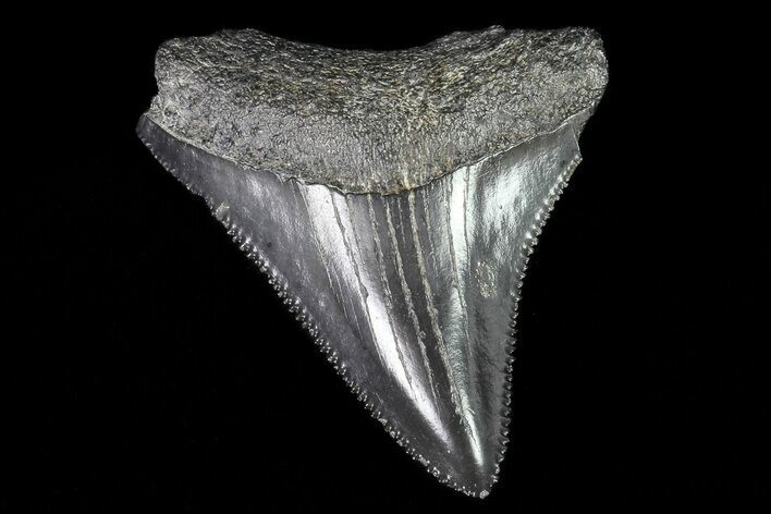 Juvenile Megalodon Tooth - Georgia #75413